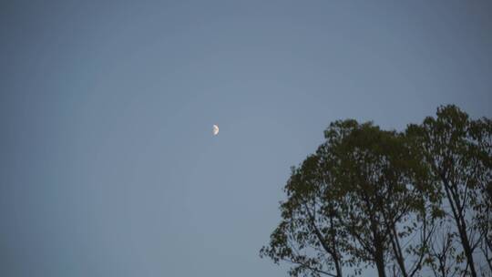 月亮树林弯月树木风吹树叶森林夜空天空黑夜视频素材模板下载