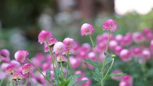 菊花-菊花展-园林艺术