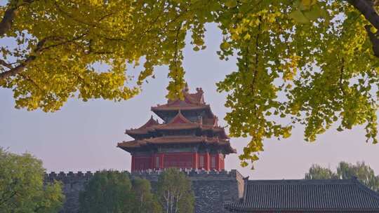 北京故宫银杏