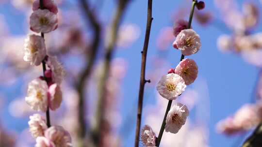 春天盛开绽放的梅花花朵特写