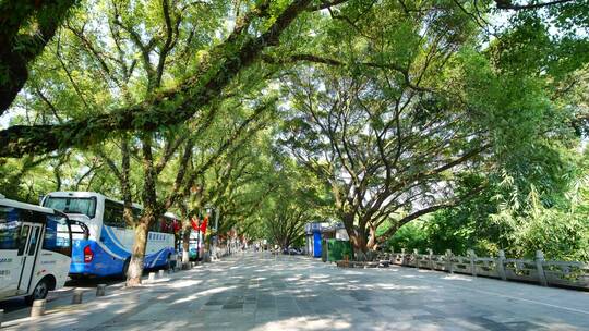 广西桂林城市道路绿树成荫的街道