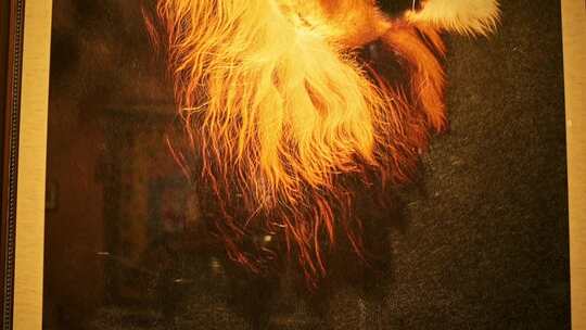 动物毛发特写素材