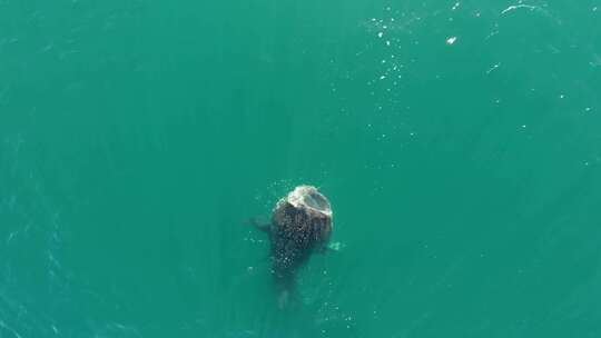 南下加利福尼亚州拉巴斯科尔特斯海，一只鲸鲨在进食，这是无人驾驶飞机拍摄的