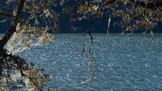 湖面波纹老树覆盖苔类植被