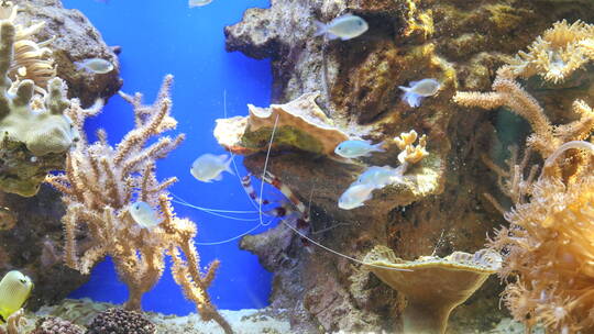 浅蓝色的鱼在水族馆游泳