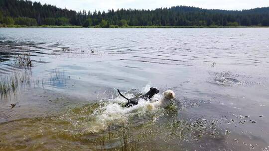 三只狗在湖水中玩耍