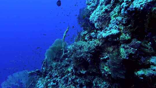 海洋 珊瑚礁 海底珊瑚鱼群海洋生物游泳潜水