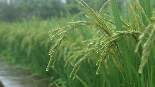 雨中的稻穗水稻特写雨露水珠田野