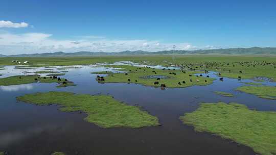 四川阿坝州若尔盖大草原湿地航拍自然风光