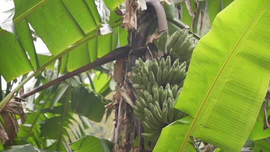 香蕉 香蕉树视频素材模板下载