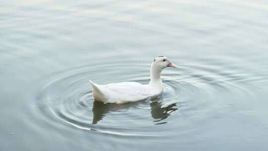 冬天鸭子在公园的湖水里悠闲地觅食游玩