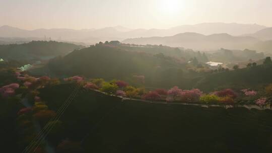 浙江湖州春日梅花梅园铁佛寺近景