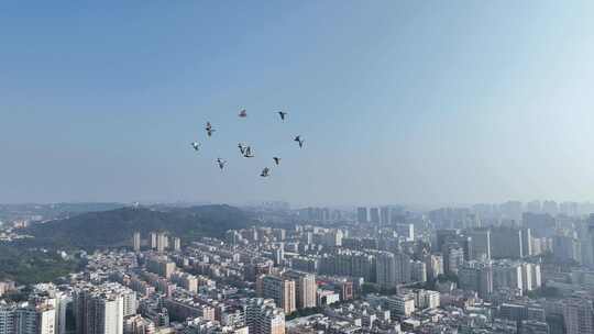 泉州城市上空鸽子飞鸟航拍视频素材模板下载