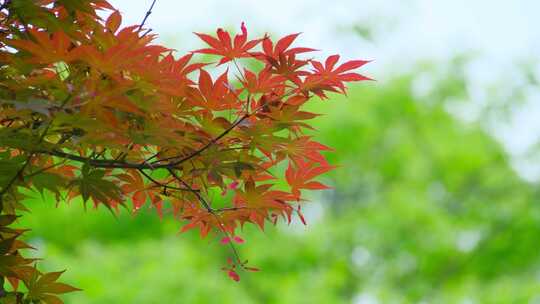 秋天秋季红叶枫叶一叶知秋