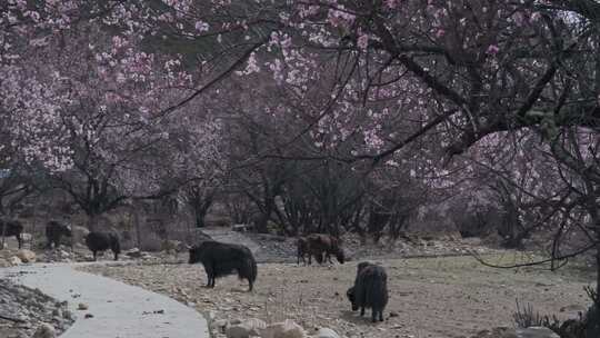 西藏林芝桃花树下的牦牛