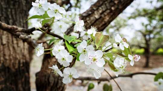 春天盛开的梨花实拍唯美画面