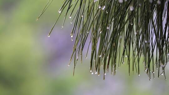 松针雨滴