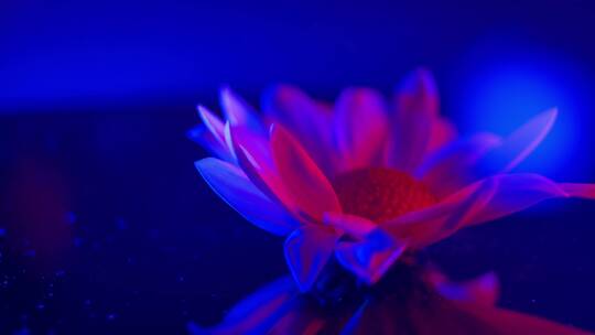 【镜头合集】红蓝光鲜花摄影雏菊非洲菊