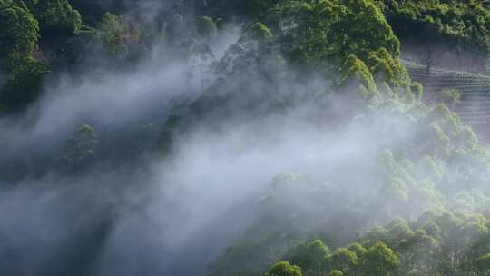 雨雾缭绕的茶山