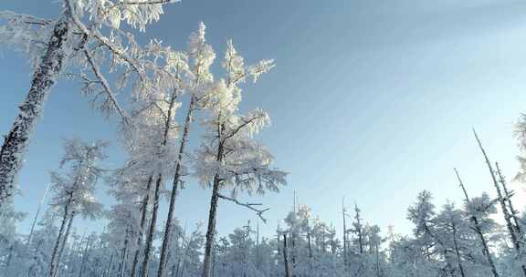 内蒙古大兴安岭冰雪雾凇、雪凇