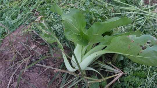 蔬菜种植  有机蔬菜 绿色 青菜 菜地  菜园