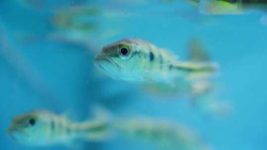 小蝴蝶孔雀鲈鱼在水族馆里游泳