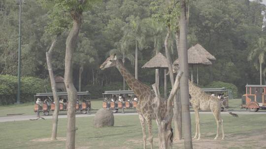 广州长隆野生动物园长颈鹿 实拍素材