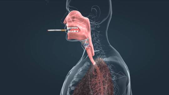 肺癌 肺病变 肺部 人体重要器官三维动画