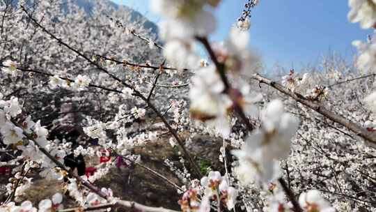 中国广东省广州市从化区广州流溪梅花节