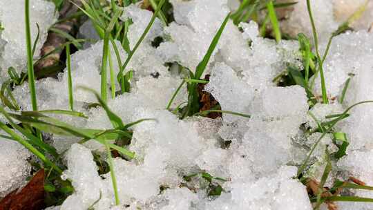 春天绿叶上融化的冰雪