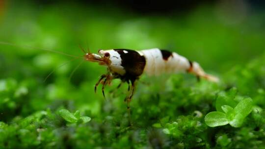 黑蜂矮虾在绿草上寻找食物