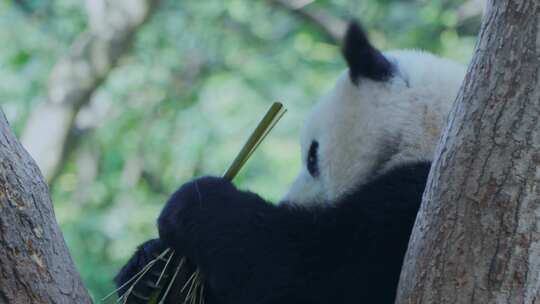 树杈上的大熊猫视频合集
