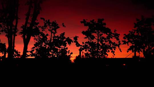 横向树影夕阳余晖空镜