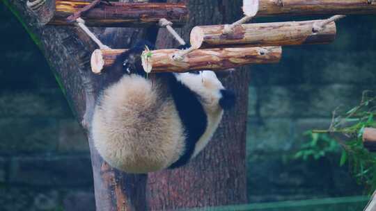 熊猫爬软梯倒挂