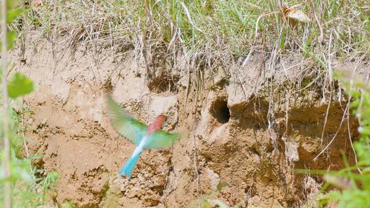 蓝喉蜂虎掘洞作巢亲鸟频繁飞出捕捉昆虫育雏