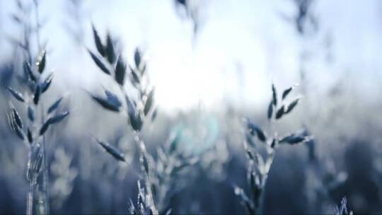 寒冷的黎明的草地晨露落在植物上