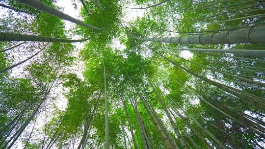 美丽的生态竹海竹林竹子参天竹林