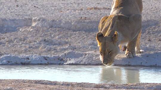 在水坑里喝水的母狮