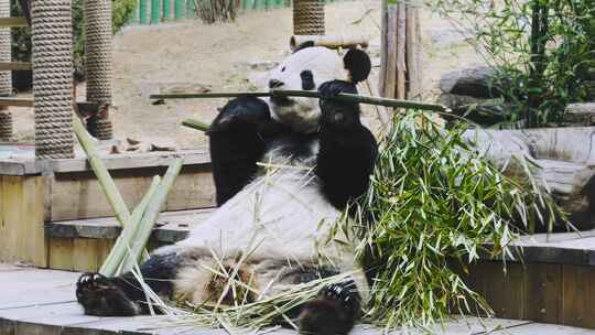 大熊猫吃竹子吃竹笋视频素材模板下载
