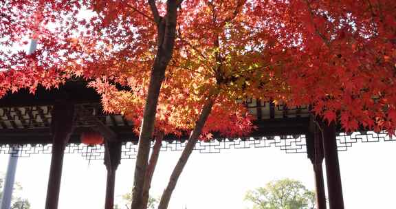 江苏苏州重元寺古风建筑旁色彩鲜艳的枫叶