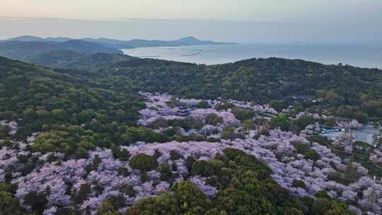 江苏 无锡 太湖 鼋头渚樱花 春天 旅游