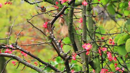 春天的鸟儿在海棠花树枝上吃花的场景实拍