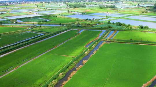 4K江汉平原鱼虾池塘养殖平原农业农田三农