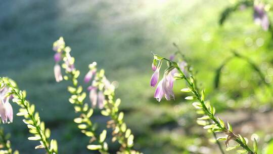 夏天清晨阳光下花园里带露珠的花朵视频素材模板下载