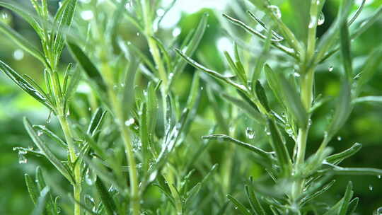 春雨滋润迷迭香草本植物