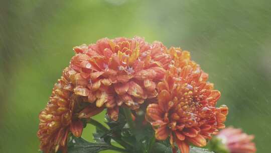 菊花花瓣花朵雨水浇灌