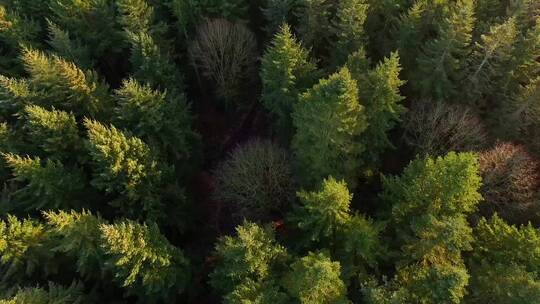 森林航拍空镜