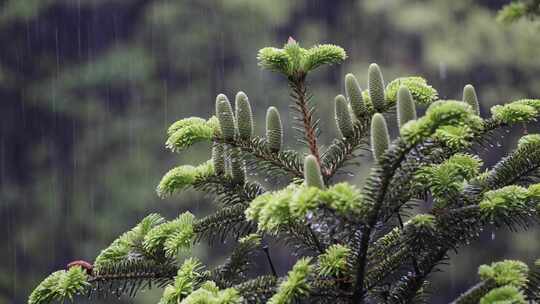 一级保护植物百山祖冷杉松树大自然视频素材模板下载
