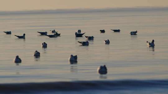 清晨一群海鸥在海面上