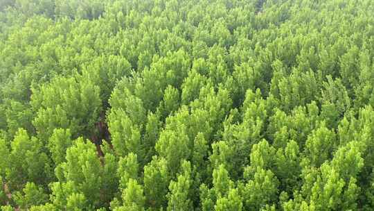 森林大自然树林氧吧森林空气环保大自然树林
